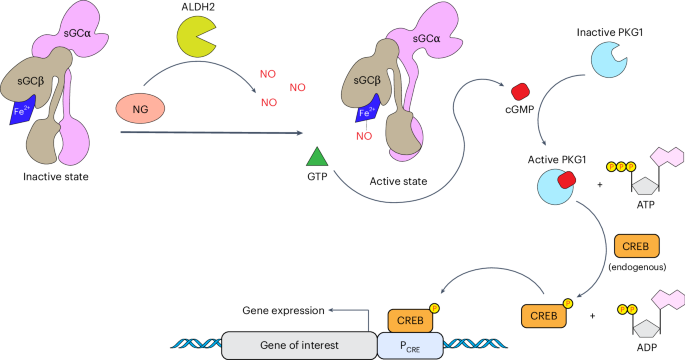 Fig. 1: Schematic illustration showing the molecular components and mechanism of action of hNORM in mammalian cells.