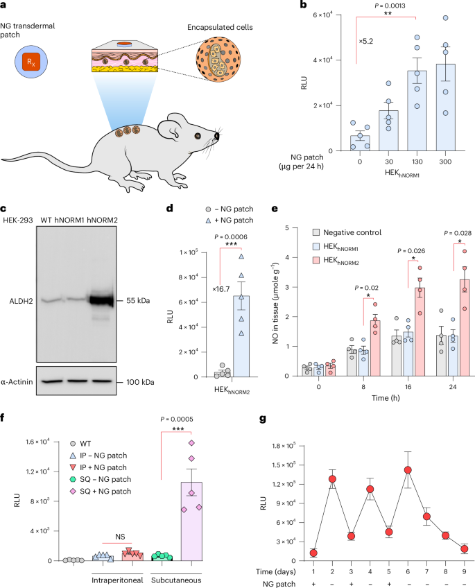 Fig. 4: Mitochondrial ALDH2 increases NO-triggered NLuc release upon induction by topical NG patches.