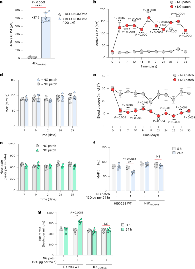 Fig. 5: hNORM-regulated GLP-1 secretion effectively reduces glucose levels in type 2 diabetic mice without affecting blood pressure or heart rate.