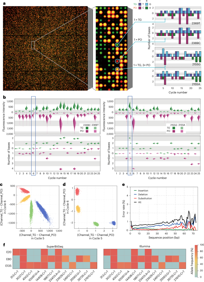 Fig. 5: High-throughput SuperBitSeq identifies SNVs.