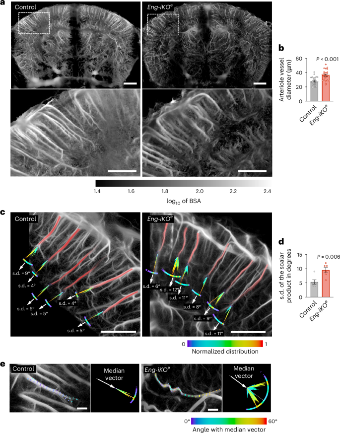 Fig. 3: Analysis of the arteriolar architecture.