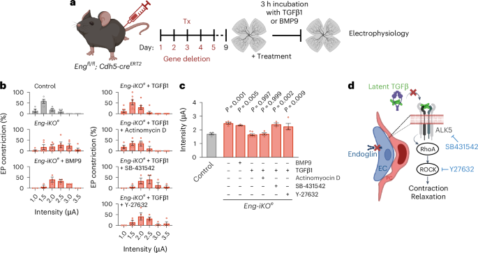 Fig. 6: Impaired TGFβ bioavailability in Eng-iKOe mice.