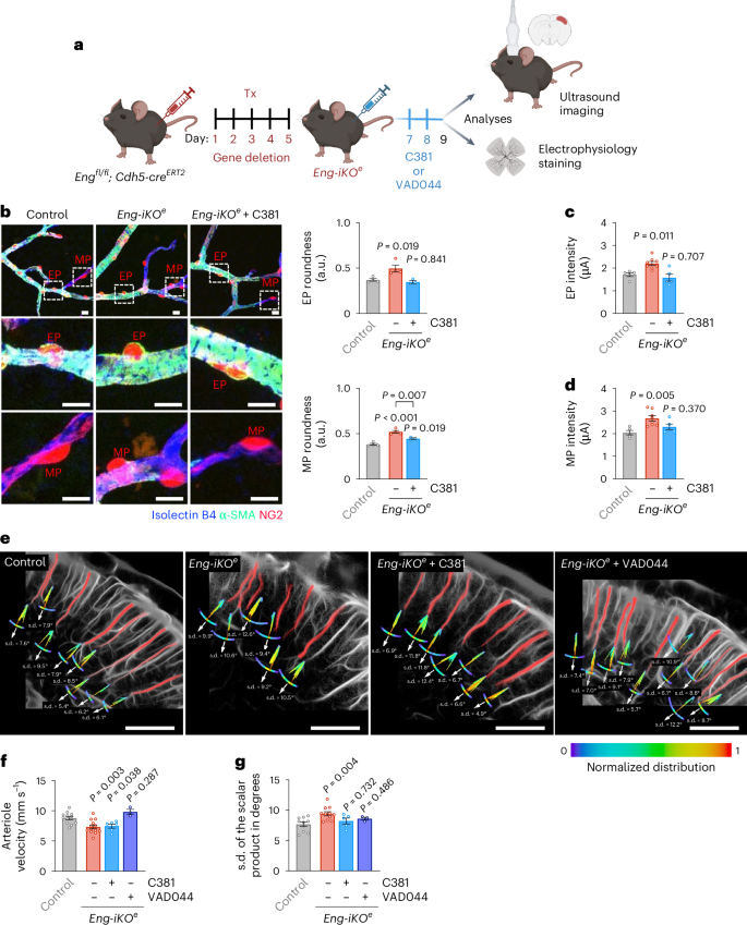 Fig. 7: C381 drug restores the pericyte attachment velocity and tortuosity phenotypes.