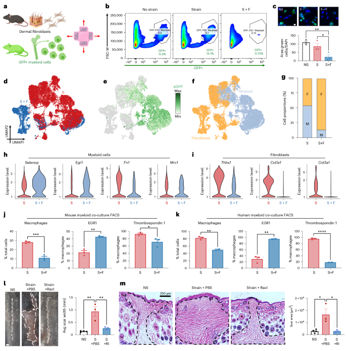 Fig. 4: Co-culture of murine fibroblasts and myeloid cells in 3D collagen scaffold confirms mechanoresponsive myeloid response.