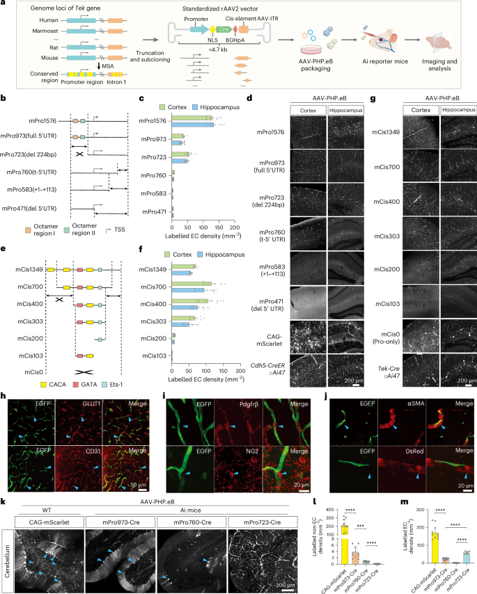 Fig. 1: Development of the rAAV-miniBEND system for brainEC-specific labelling.