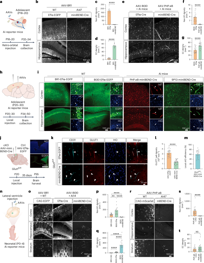 Fig. 2: Characterization of the rAAV-miniBEND system for gene delivery to brainECs.