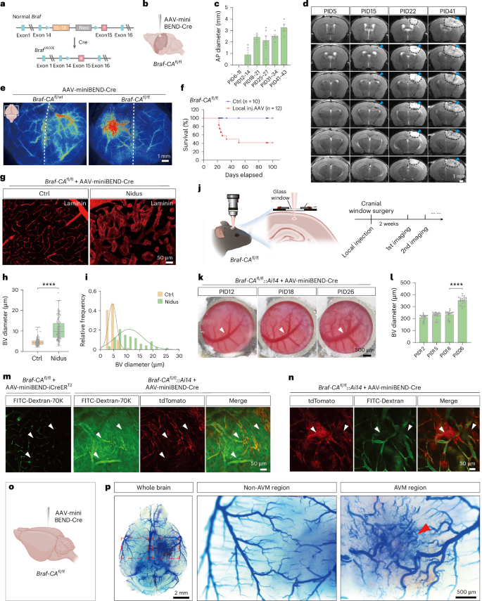 Fig. 4: Modelling bAVM with the rAAV-miniBEND system.
