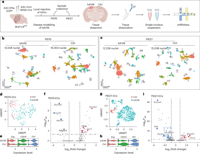 Fig. 6: snRNAseq reveals the molecular landscape of bAVM initiation and progression.
