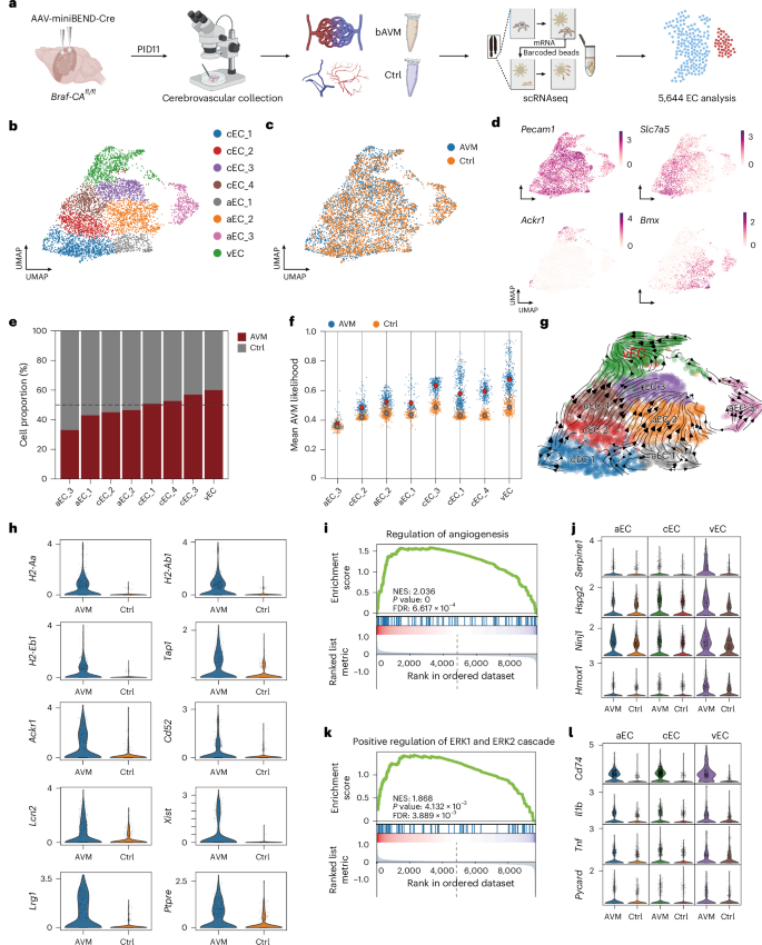 Fig. 8: scRNAseq analysis of brainECs from BrafV600E-mediated AVM.