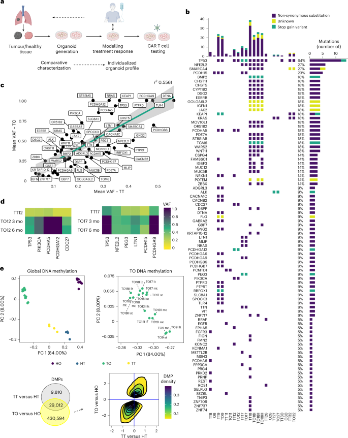 Fig. 1: Lung TOs maintain the genomic and epigenomic identity of their parental tumours.