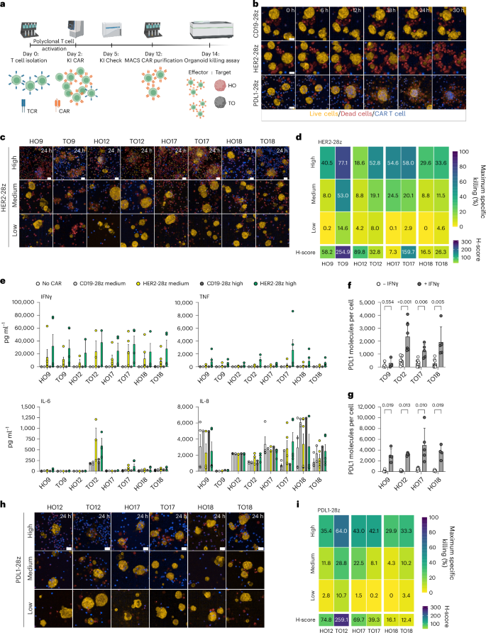 Fig. 5: CAR T cell-mediated killing of TOs and cytokine response assessment.