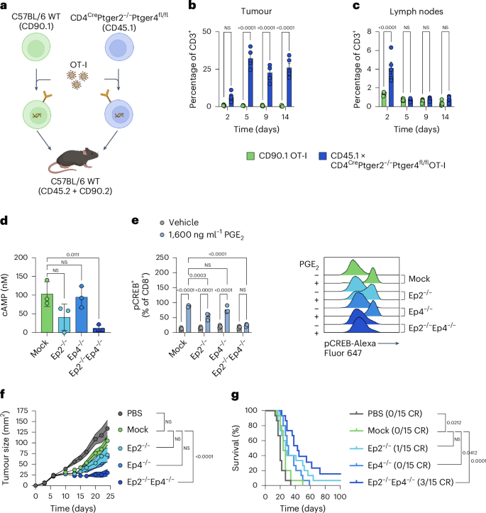 Fig. 1: Knockout of Ep2 and Ep4 improves the efficacy of adoptively transferred OT-I T cells by increasing their persistence in the TME.