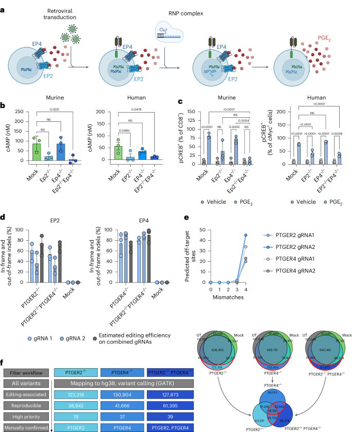 Fig. 2: Generation of CAR T cells with a CRISPR-based knockout of EP2 and EP4.