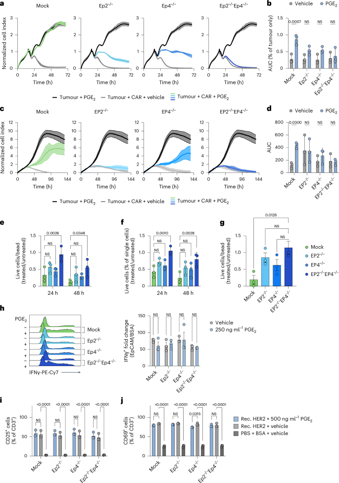 Fig. 3: Improved expansion and survival of EP2−/−EP4−/− CAR T cells in the presence of PGE2 leads to enhanced anti-tumour function in vitro.
