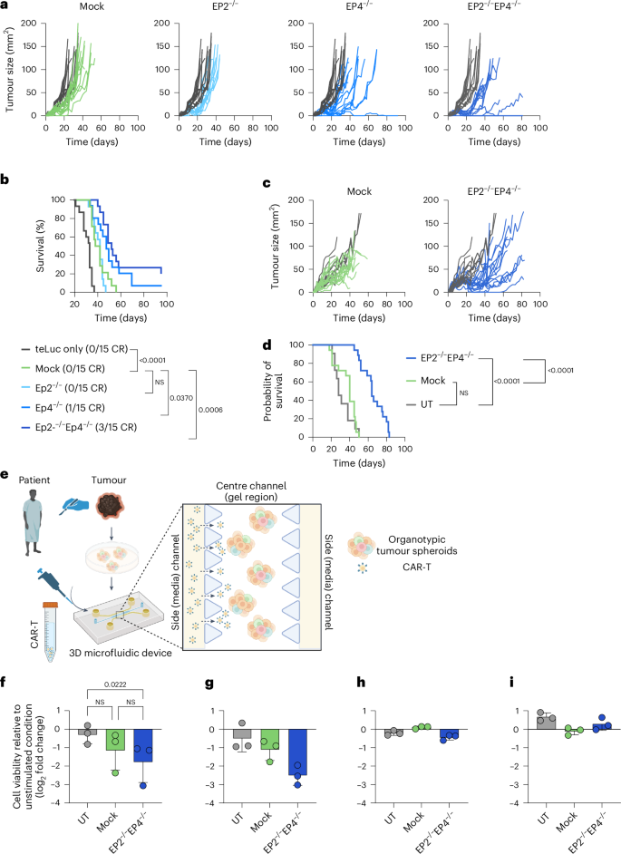 Fig. 4: EP2 and EP4 knockout enhances anti-tumour activity of CAR T cells in vivo and in patient-derived samples.