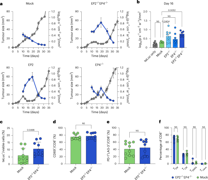 Fig. 5: Increased expansion of EP2 and EP4 knockout CAR T cells enhances anti-tumour activity in vivo.