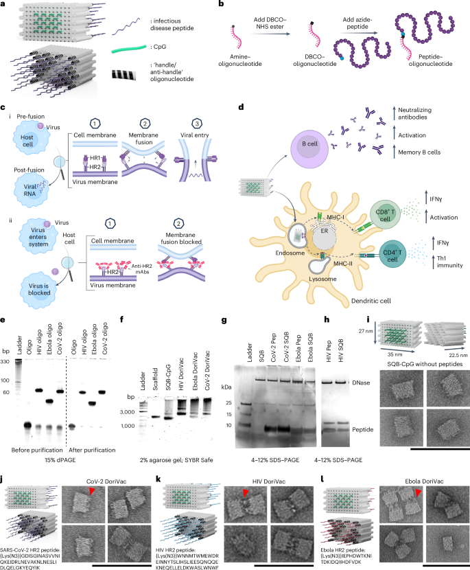 Fig. 1: DNA origami vaccines (DoriVac) were fabricated with infectious-disease-specific peptides.