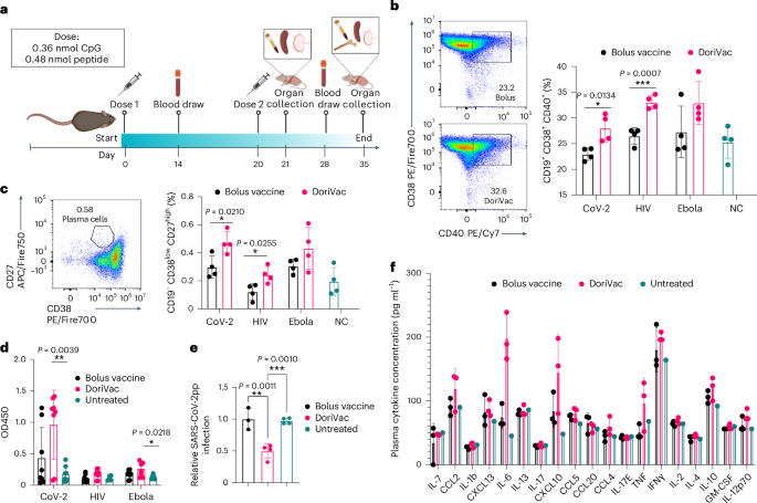 Fig. 2: Immune profiling reveals the DoriVac elicits improved neutralizing antibody responses compared to a bolus vaccine.