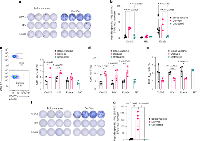 Fig. 4: DoriVac induces enhanced Th1 CD4+ T cell activation in mice.