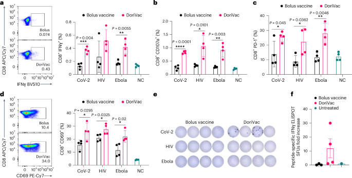 Fig. 5: DoriVac induces enhanced antigen-specific CD8+ T cell activation in mice compared to bolus vaccine.