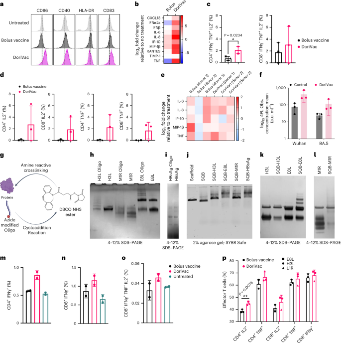 Fig. 6: Peptide or protein-conjugated DoriVac effectively stimulates human DCs and induces enhanced immunogenicity compared to bolus vaccine on LN organ-on-a-chip model.