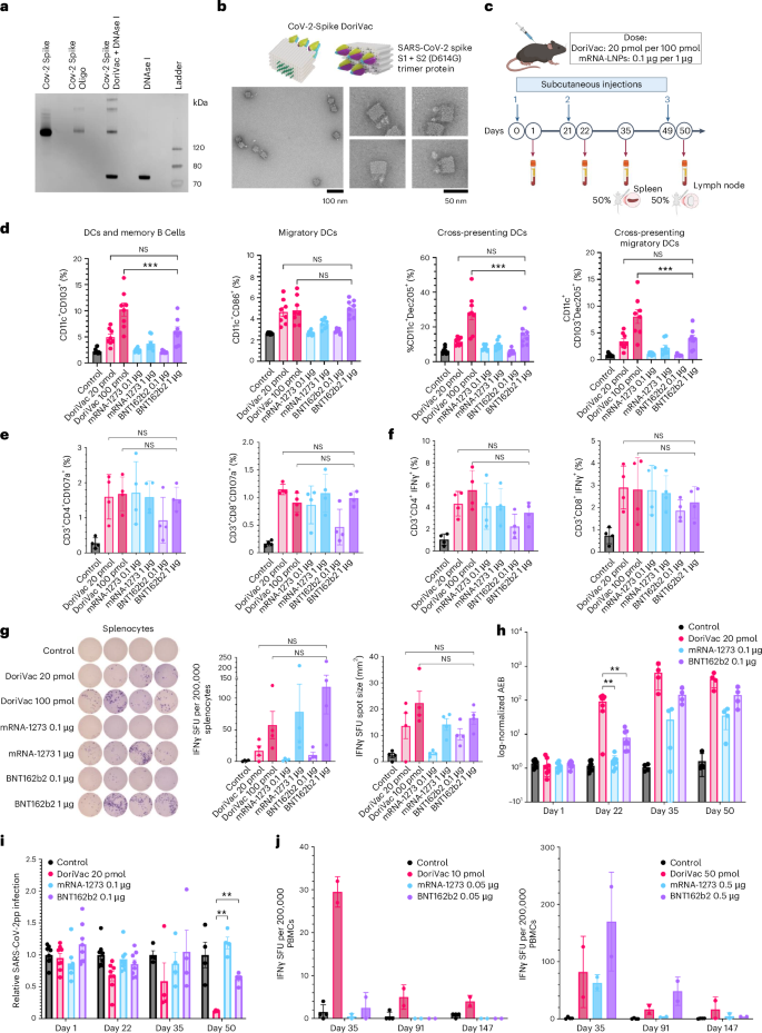 Fig. 7: SARS-CoV-2 spike-protein-conjugated DoriVac induces potent cellular and humoral immune activation in mice.