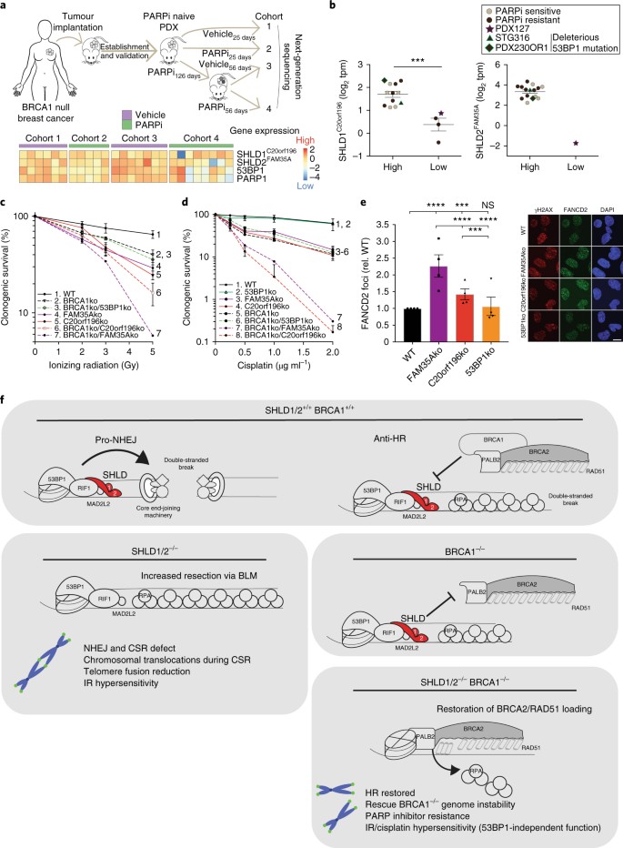 Shieldin Complex Promotes Dna End Joining And Counters Homologous Recombination In Brca1 Null Cells Nature Cell Biology