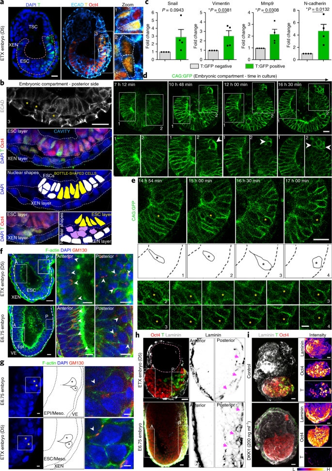 Examination of ZEB2J cultures for ES cell characteristics. (A) Cells at