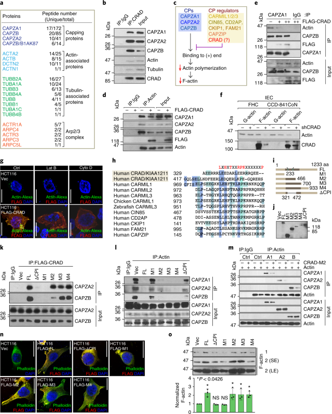 Deregulation Of Crad Controlled Cytoskeleton Initiates Mucinous Colorectal Cancer Via B Catenin Nature Cell Biology