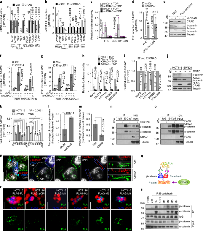 Deregulation Of Crad Controlled Cytoskeleton Initiates Mucinous Colorectal Cancer Via B Catenin Nature Cell Biology