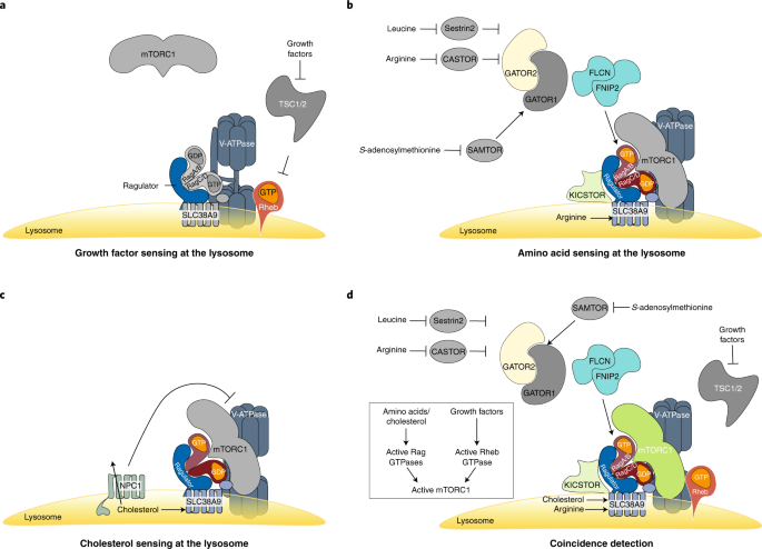 The Lysosome As A Cellular Centre For Signalling Metabolism And Quality Control Nature Cell Biology