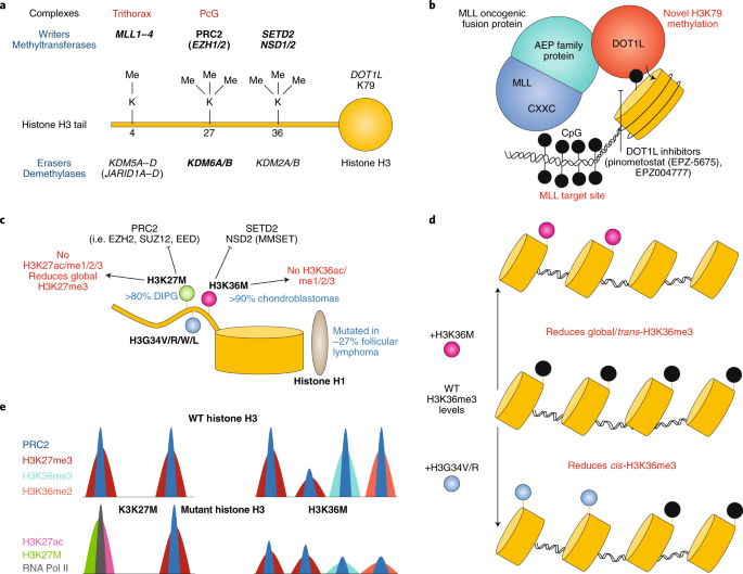 Chromatin Regulatory Mechanisms And Therapeutic Opportunities In Cancer Nature Cell Biology