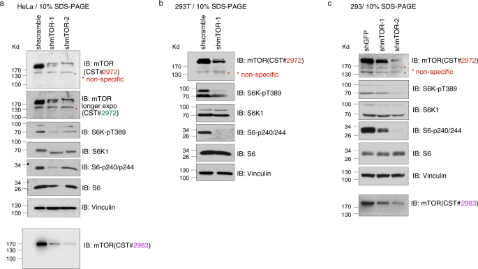 Fig. 9: mTOR antibody #2972 control blots.