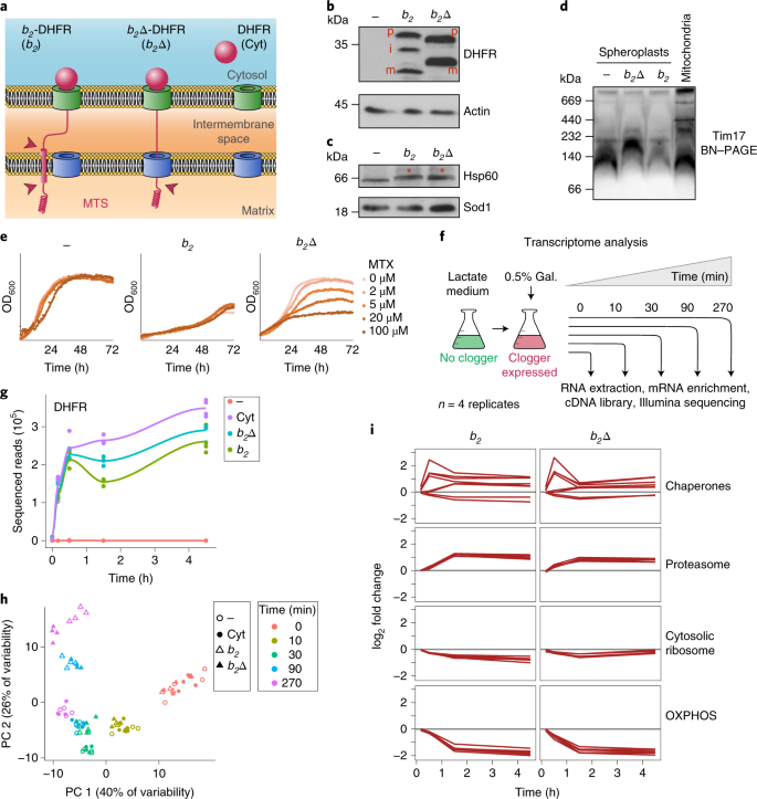 Mitochondrial Protein Induced Stress Triggers A Global Adaptive Transcriptional Programme Nature Cell Biology