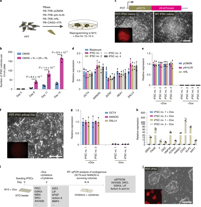 Establishment of porcine and human expanded potential stem cells | Nature  Cell Biology