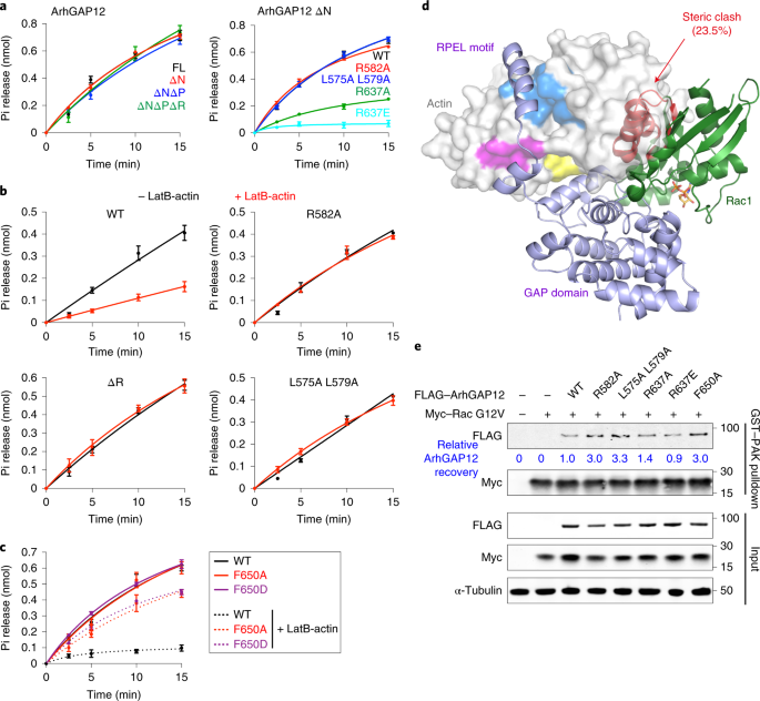 Rpel Family Rhogaps Link Rac Cdc42 Gtp Loading To G Actin Availability Nature Cell Biology