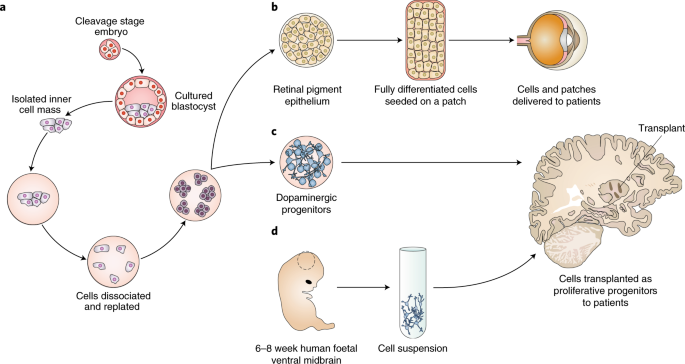 Advances in stem cell research journal impact factor