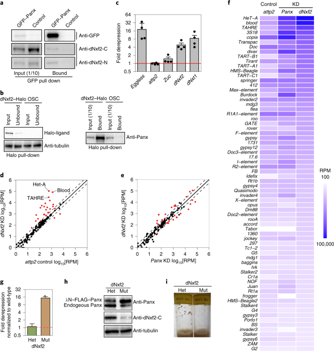 A Pandas complex adapted for piRNA-guided transcriptional silencing and  heterochromatin formation | Nature Cell Biology