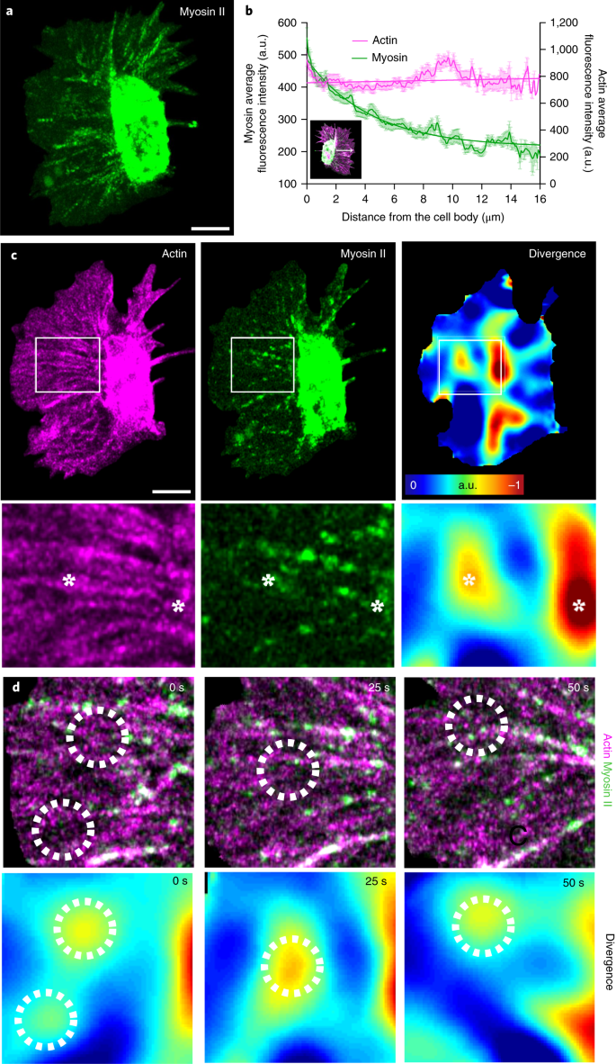Persistent And Polarized Global Actin Flow Is Essential For Directionality During Cell Migration Nature Cell Biology Persistent And Polarized Global Actin Flow Is Essential For Directionality During Cell Migration Nature Cell Biology