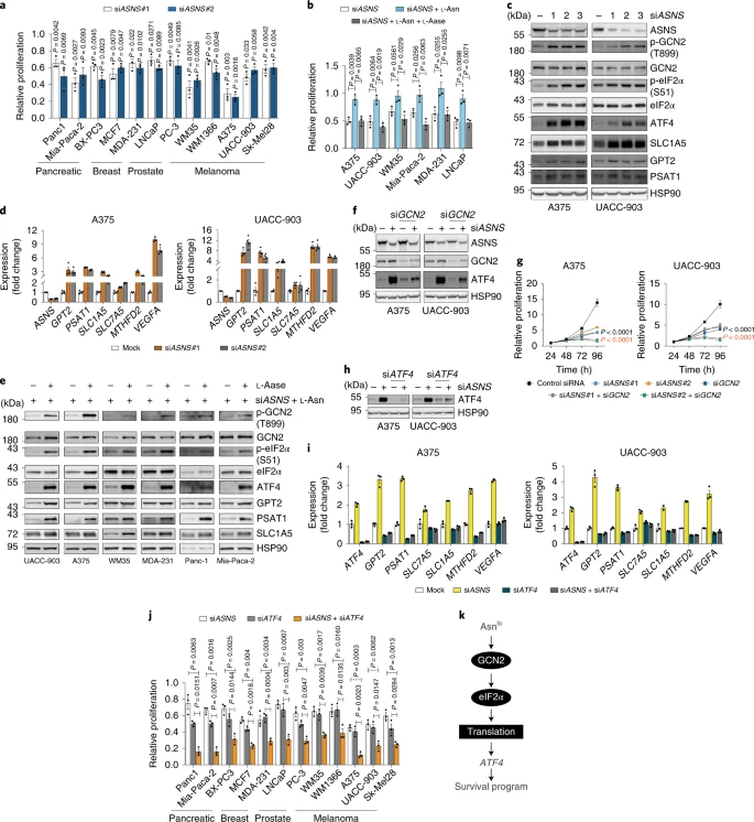 Translational reprogramming marks adaptation to asparagine restriction in cancer