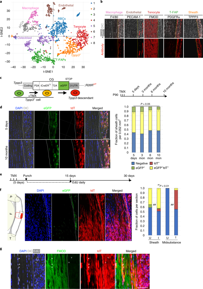 A Tppp3 Pdgfra Tendon Stem Cell Population Contributes To Regeneration And Reveals A Shared Role For Pdgf Signalling In Regeneration And Fibrosis Nature Cell Biology