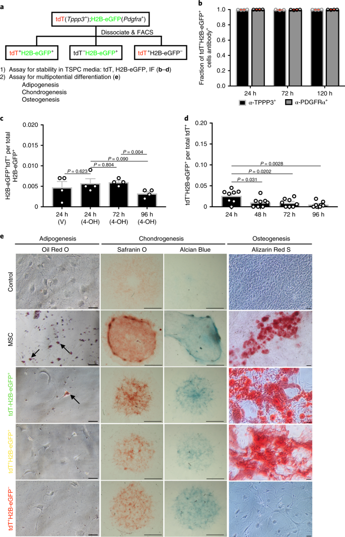 A Tppp3 Pdgfra Tendon Stem Cell Population Contributes To Regeneration And Reveals A Shared Role For Pdgf Signalling In Regeneration And Fibrosis Nature Cell Biology