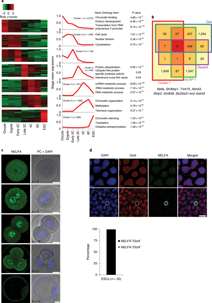 Maternal factor NELFA drives a 2C-like state in mouse embryonic stem cells  | Nature Cell Biology