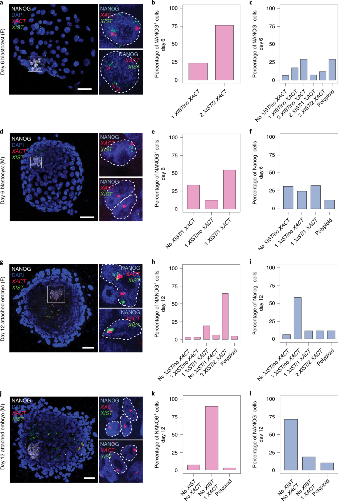 Female Human Primordial Germ Cells Display X Chromosome Dosage Compensation Despite The Absence Of X Inactivation Nature Cell Biology
