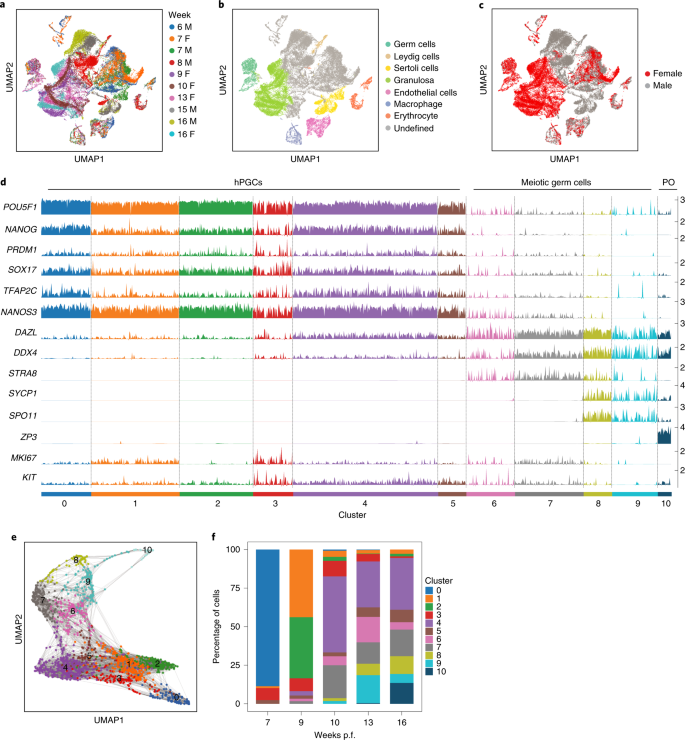 Female Human Primordial Germ Cells Display X Chromosome Dosage Compensation Despite The Absence Of X Inactivation Nature Cell Biology