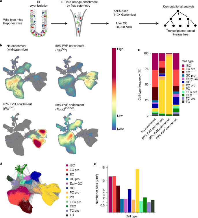 Non Canonical Wnt Pcp Signalling Regulates Intestinal Stem Cell Lineage Priming Towards Enteroendocrine And Paneth Cell Fates Nature Cell Biology