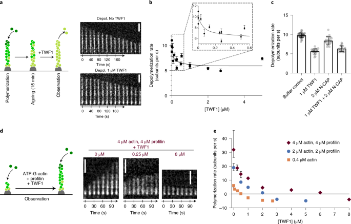 Twinfilin Uncaps Filament Barbed Ends To Promote Turnover Of Lamellipodial Actin Networks Nature Cell Biology Twinfilin Uncaps Filament Barbed Ends To Promote Turnover Of Lamellipodial Actin Networks Nature Cell Biology