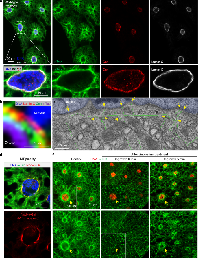 7497 Phospho Ndrg1 Thr346 D98g11 Xp Rabbit Mab Alexa Fluor 647 Conjugate Cst抗体 Confocal Immunofluorescent Analysis Of Mab Painting Alexa