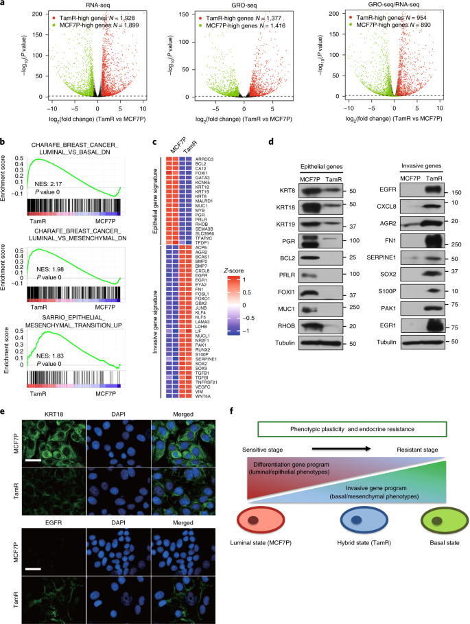 Enhancer reprogramming driven by high-order assemblies of transcription  factors promotes phenotypic plasticity and breast cancer endocrine  resistance | Nature Cell Biology