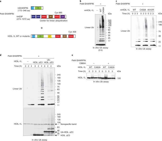 The Hoil 1l Ligase Modulates Immune Signalling And Cell Death Via Monoubiquitination Of Lubac Nature Cell Biology The Hoil 1l Ligase Modulates Immune Signalling And Cell Death Via Monoubiquitination Of Lubac Nature Cell Biology